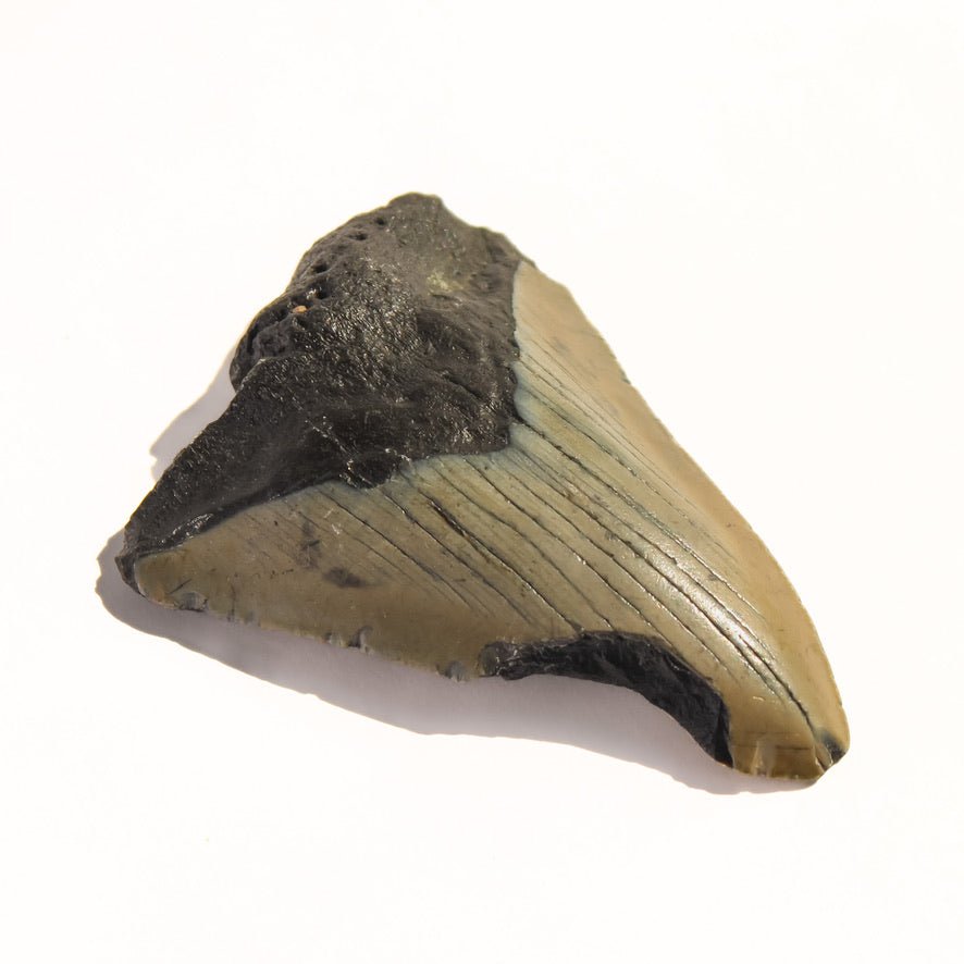 Megalodon Tooth - Conscious Crystals New Zealand Crystal and Spiritual Shop